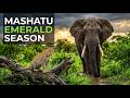 Mashatu Emerald Season 2026 | Big Cats, Elephants and Green Season Wildlife Photography