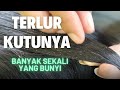 TELUR KUTUNYA BANYAK SEKALI YANG BUNYI