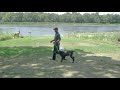 place training for your dog in 3 easy steps upland bird dog training