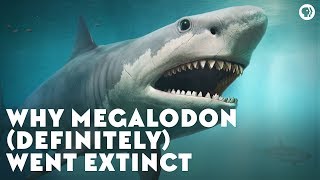 Why Megalodon (Definitely) Went Extinct