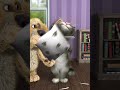 cat #funny#video #funny