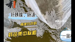 南美白对虾养殖：虾苗集中标粗管理