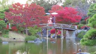 仁徳天皇陵　大仙公園　日本庭園　紅葉　堺市