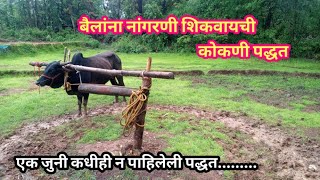 कोकणातील बैलांना पहीली नांगरणी शिकवायची पारंपारिक पद्धत ||#kokan