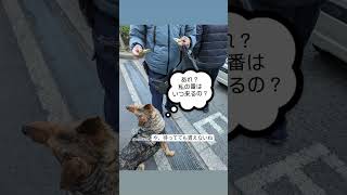 【我が家の警察犬】記念撮影でかわいいと有名になった警察犬のリアル。毎日自分に正直な娘です#千葉県警察年頭視閲式#警察犬