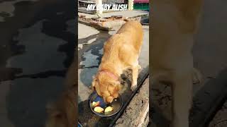 My baby alish eat a apple 🍎🍎#dog #dogshorts #cutedog #goldenretriever #ytshorts