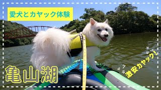 愛犬と亀山湖でカヤック体験【日本スピッツ】