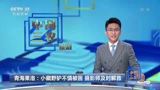 [中国三农报道]青海果洛：小藏野驴不慎被困 摄影师及时解救|农业致富经 Agriculture And Farming