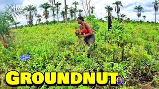 FRESHLY HARVESTED GROUNDNUT At Triple-A's Farm - 🇸🇱 Episode 12 - Farming In Sierra Leone