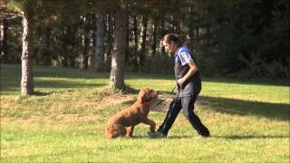 Lilly (Goldendoodle) Boot Camp Dog Training Video