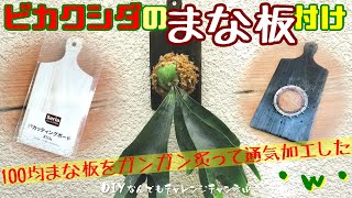 【ビカクシダ板付・株分け】水やりしやすく・生育の為に通気加工・焼き板でお洒落に育てる！