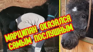 Первая в жизни расчистка копыт у мезенских жеребят.