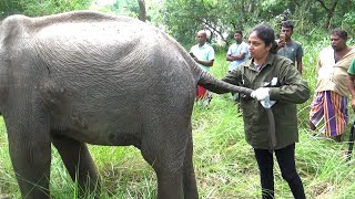 Trapped Baby Elephant's Miraculous Rescue – You Won't Believe How They Saved Him!