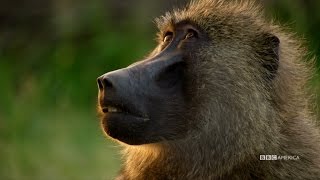 Planet Earth II - Series Premiere Coming in Early 2017 to BBC America