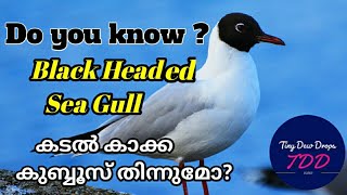 കുബ്ബൂസ് തിന്നുന്ന കടൽ കാക്ക Black-headed Sea Gull#seagull#feedingbirds#migratorybirds#pigeon