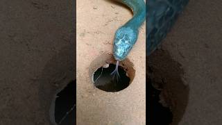 easy snake trap make underground hole . #snake #shorts