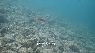 12月の青海島　紫津浦ビーチ　潜りおさめ　ミジンベニハゼ　透明度良好