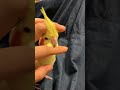 オカメインコを撫でる