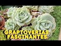 EXPLORING THE BEAUTY OF GRAPTOVERIES: 10+ FASCINATING VARIETIES FOR YOUR SUCCULENT GARDEN