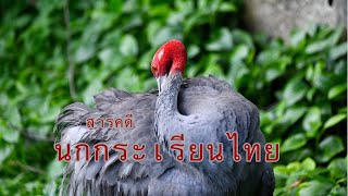 สารคดีนกกระเรียนไทย