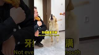 【旺仔很忙🐶wangzai is busy】狗子的愤怒震耳欲聋The dog's anger is deafening