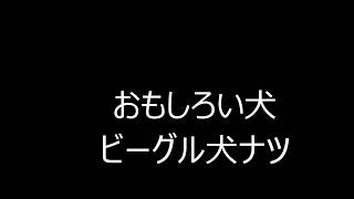 おもしろい犬ビーグル　ナツ