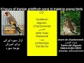 legendary goldfinch singing hd sound best for training صوت الحسون الاصلي