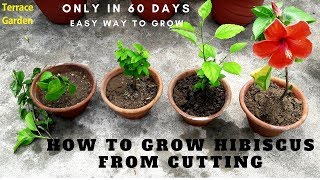 How to Grow Hibiscus from Cuttings.//गुड़हल की कटिंग कैसे लगाए। (Hindi/urdu) How to Grow Hibiscus from Cuttings.//गुड़हल की कटिंग कैसे लगाए। (Hindi/urdu)