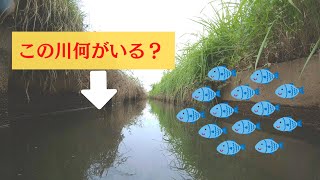 【水中撮影】川の中をのぞいてみよう