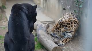 ジャガーの同居、アトス♂とネリア♀2021/2/19王子動物園。Jaguar Miwa's father Atos, and his new wife Nelia.