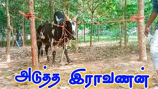 அடுத்த இராவணன் 💥💥||செம்ம ஆட்டம் 👆👆||ravanan video ||collection point  video 💥||jallikkattu video