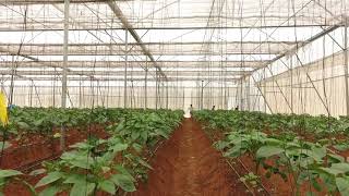 Capsicum Cultivation Inside Polyhouse