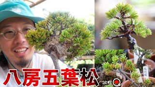 Make a bean bonsai with eight-clustered Goyomatsu. [Bonsai Q]