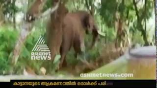 Kannur iritty elephant attack one person injured | ഇരിട്ടിയിൽ​ വീണ്ടും കാട്ടാന