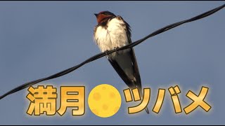 【４K】満月のツバメ　Pink moon　Swallow　【ツバメの巣ライブ】