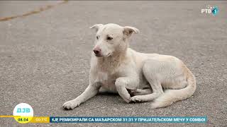 Jedan od gradova koji imaju problema sa velikim brojem pasa lutalica je Niš