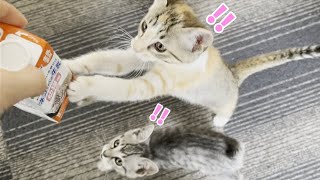 ミルクの箱を見ただけで大声で鳴いちゃう子猫がかわいすぎる