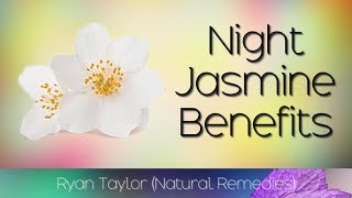 Night Jasmine: Benefits and Uses (Harsingar)