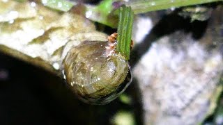 Stem eating big larva - Theretra japonica