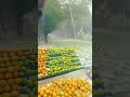 shocking hailstorm ravages farmers’ hard work which crops were destroyed youtubeshorts viralvideo