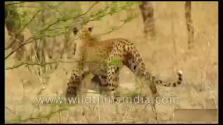 Leopard goes running off triumphantly, peacock dragging from mouth