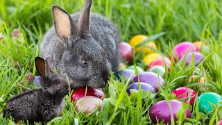 Pâques-Découvrons les Lapins