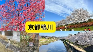 京都36天-Ep01鴨川櫻花爆開跳烏龜石