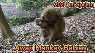 【赤ちゃん・ニホンザル・４K動画】Awaji Monkey Babies 今春最初に生まれた赤ちゃん達