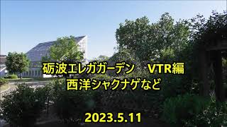 230511砺波エレガガーデンVTR編西洋シャクナゲなど2 24