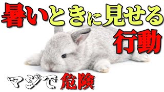 【暑い時のサイン】うさぎのこんな行動を見かけたら要注意です