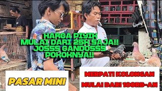 MERPATI KOLONGAN.. BERBURU MERPATI KOLONGAN DI DALAM PASAR❗❗❗HARGA MERAKYAT KWALITAS TERBAIK ✅