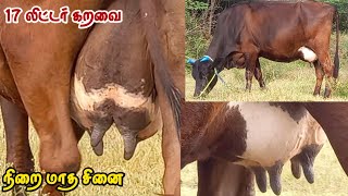 17 லிட்டர் கறவை தரும் செம்பூத்து காரி சினை மாடு விற்பனைக்கு