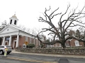 Final Bow for Beloved 600-Year-Old Tree