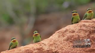 金門栗喉蜂虎繁殖季餵食秀-求偶期公鳥會餵食母討歡心 Blue-tailed Bee-eaters